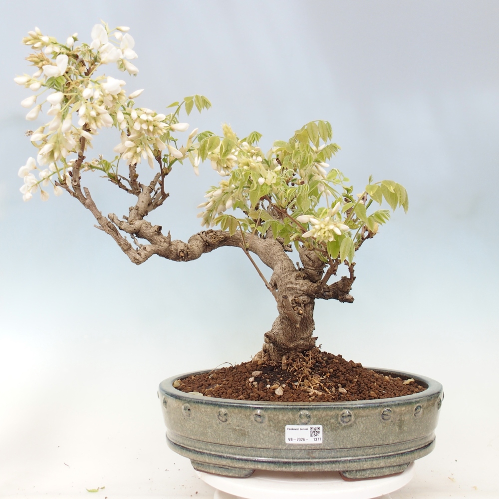 Kültéri bonsai - Vistaria - Wisteria