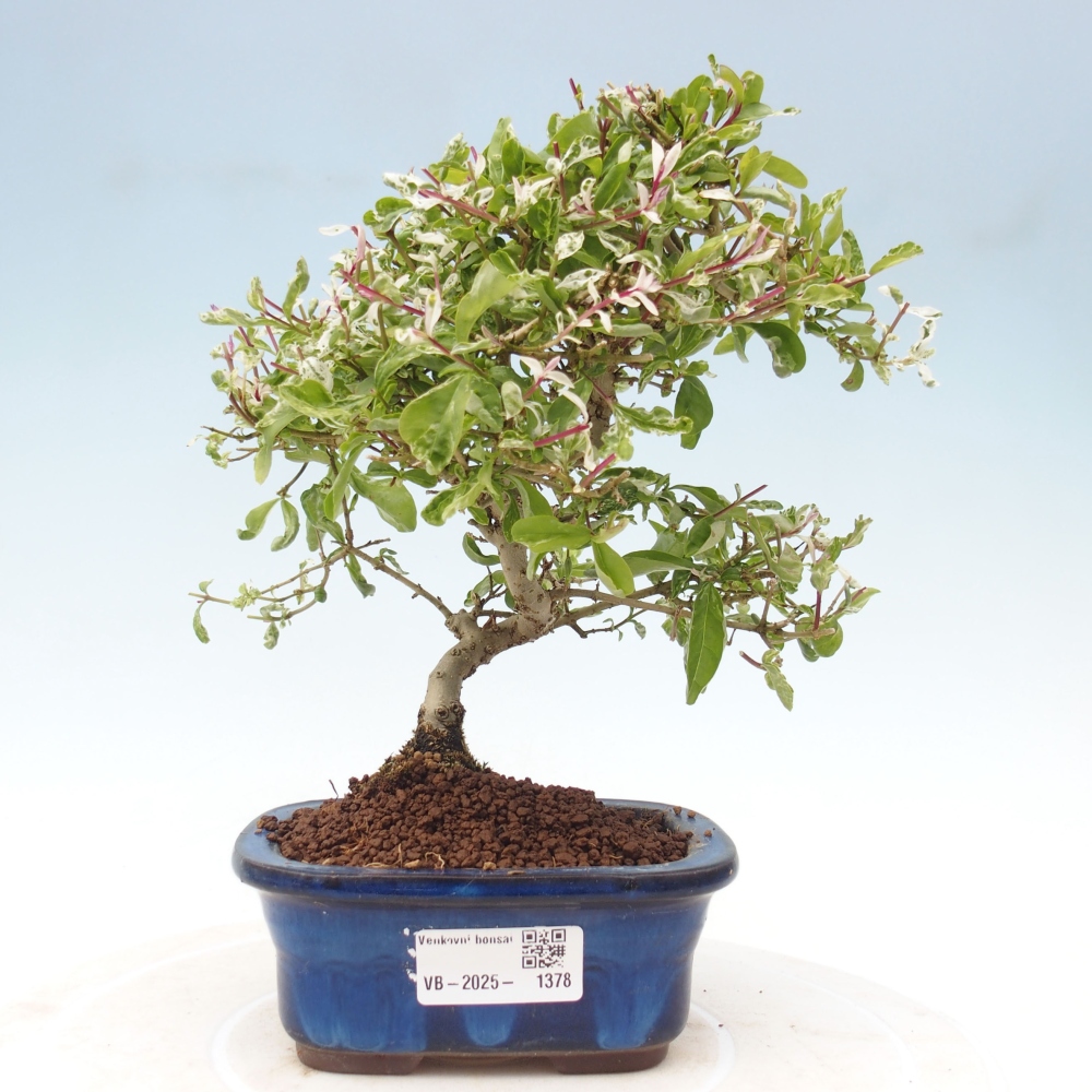 Kültéri bonsai - Ligustrum obtusifolium