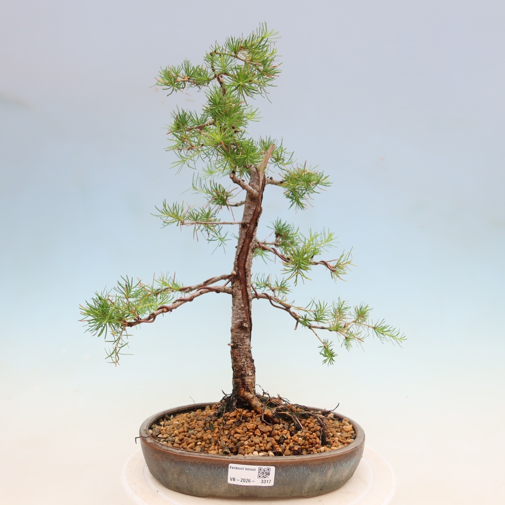 Kültéri bonsai - Larix decidua - vörösfenyő