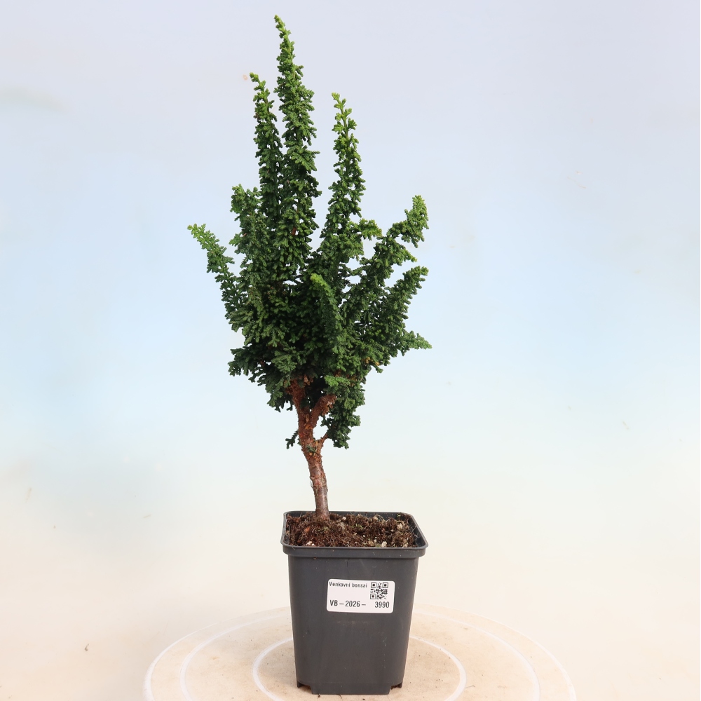Kültéri bonsai - Cham. obtusa SEKKA HINOKI - Cifra ciprus