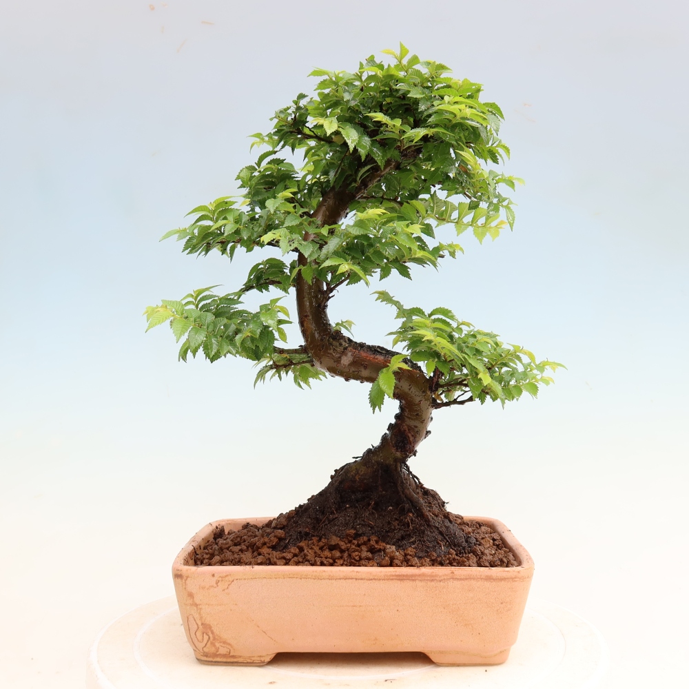 Kültéri bonsai – Ulmus Jacqueline Hillier – Gyönyörű szil