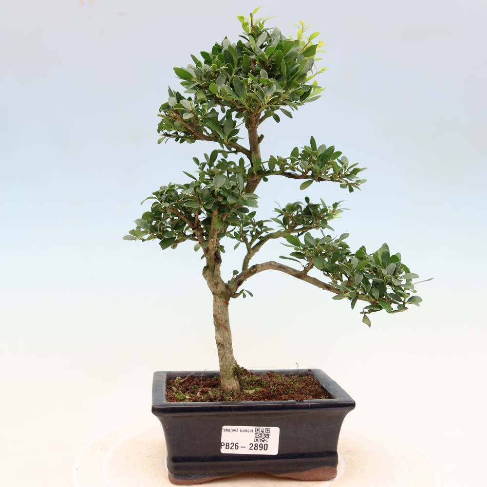 Szobai bonsai - Ilex crenata - Holly