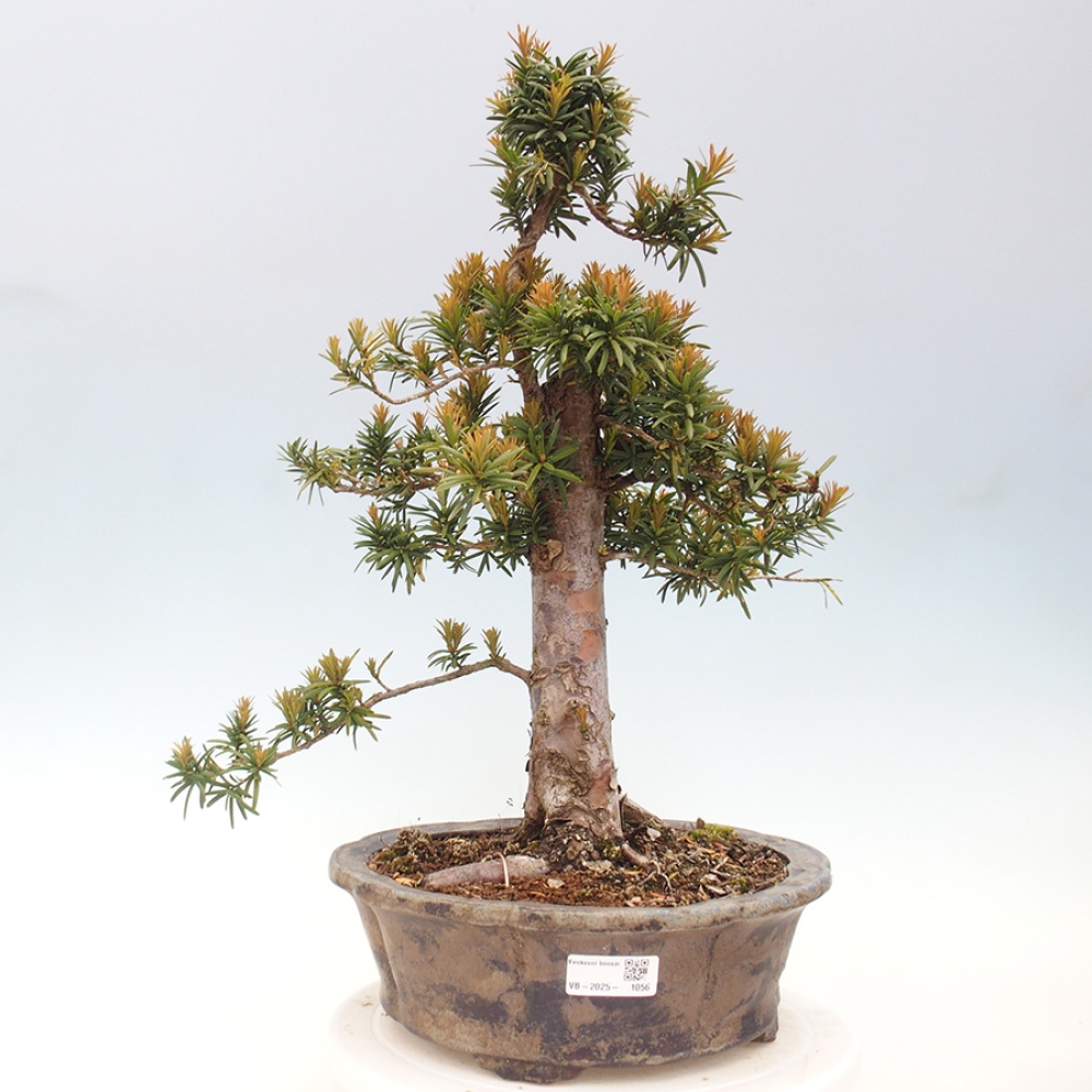 Kültéri bonsai - Taxus cuspidata - japán tiszafa