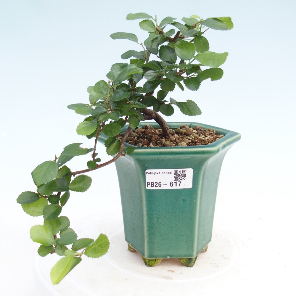 Beltéri bonsai - Grewia occidentalis - Levendula csillaghal