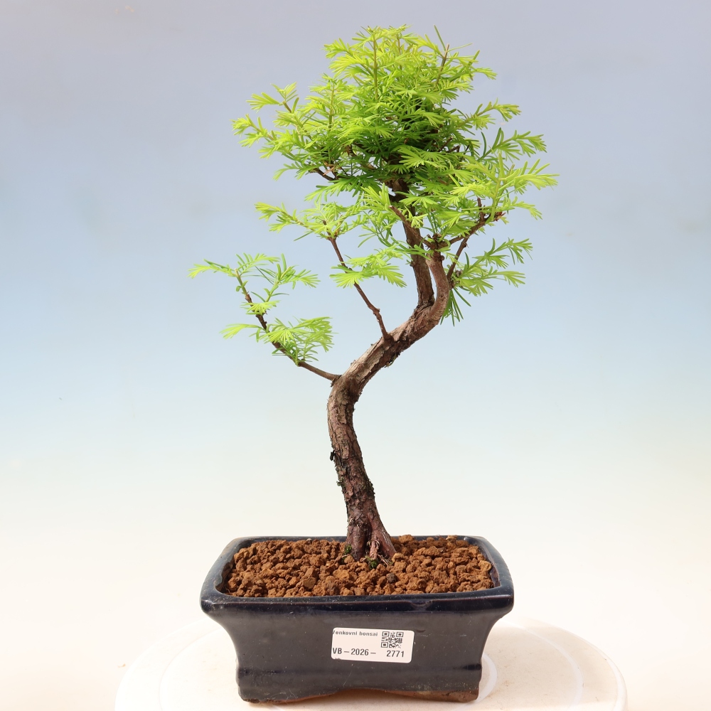 Kültéri bonsai - Metasequoia glyptostroboides - Kínai metasequoia