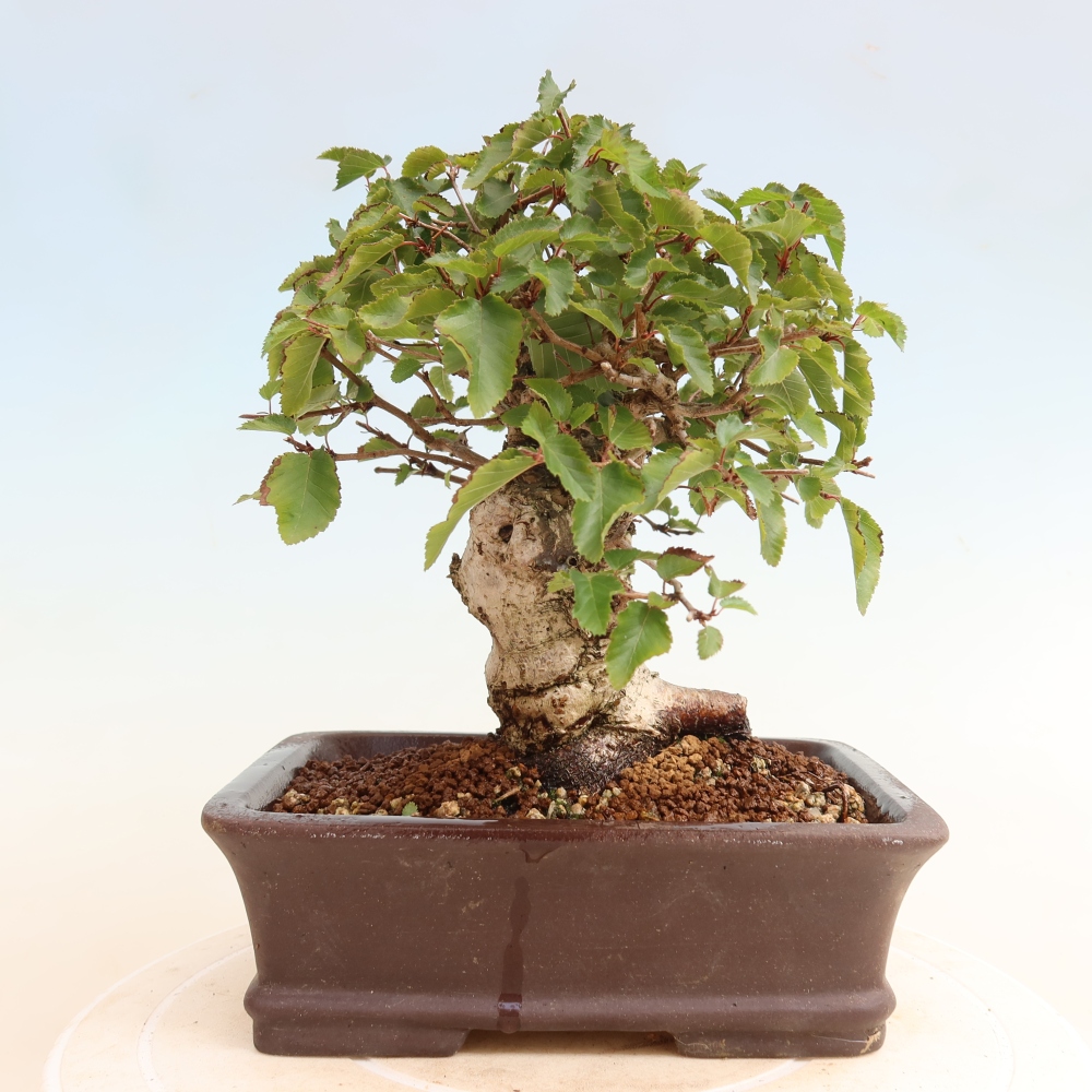 Kültéri bonsai -Carpinus CARPINOIDES - Koreai gyertyánfa