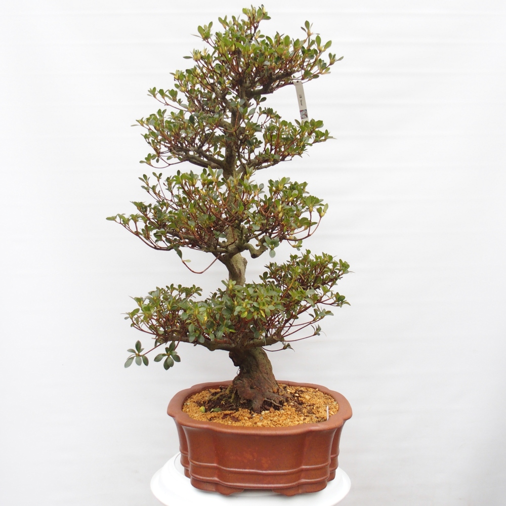 Kültéri bonsai - Japán azálea - Azalea Sansei