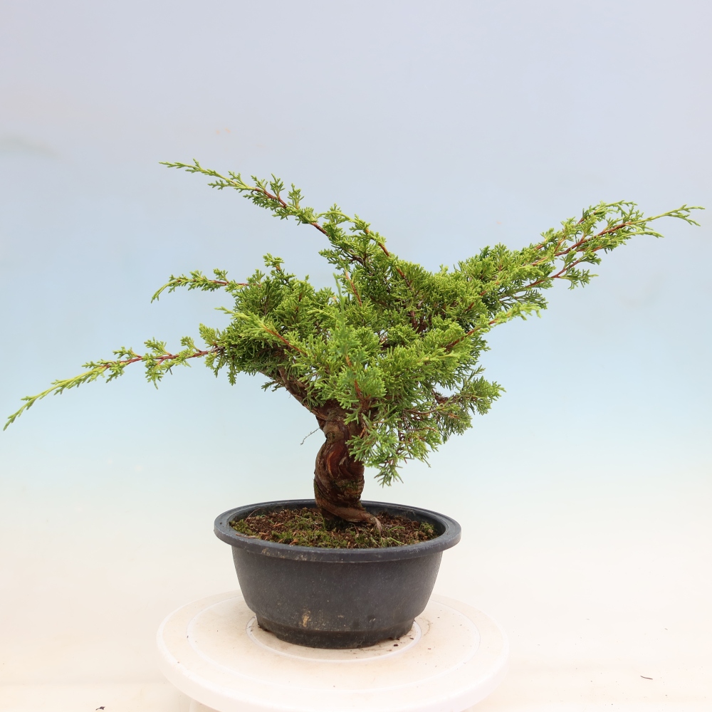 Kültéri bonsai - Juniperus chinensis Itoigawa-Juniperus chinensis
