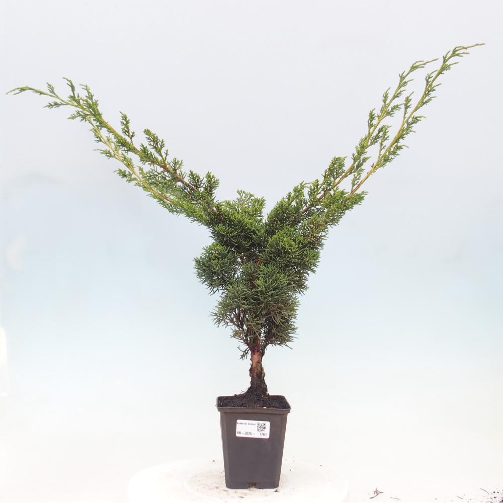 Kültéri bonsai - Juniperus chinensis Kishu