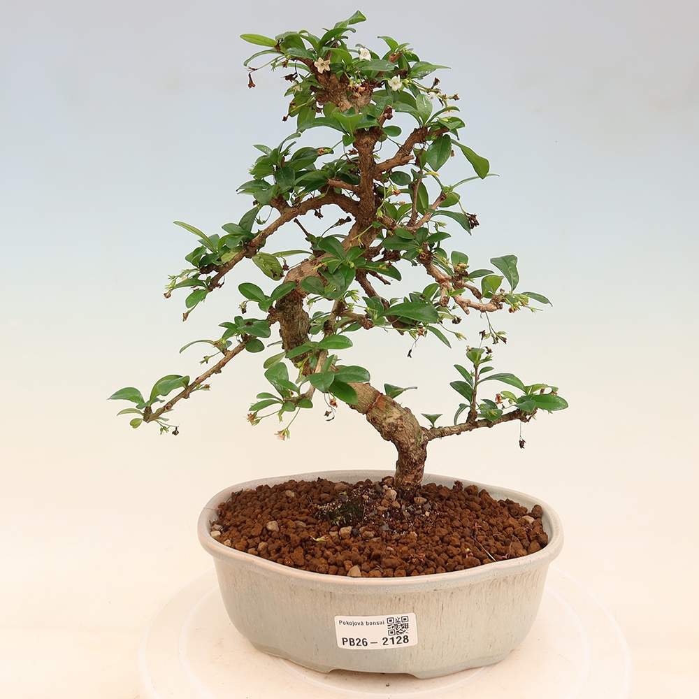 Szobai bonsai - Carmona macrophylla - Tea fuki