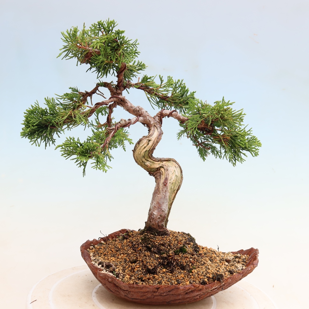 Kültéri bonsai - Juniperus chinensis Itoigawa-Juniperus chinensis