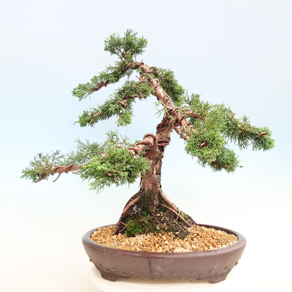 Kültéri bonsai - Juniperus chinensis Kishu