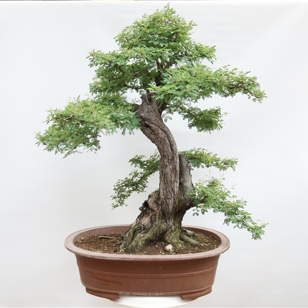 Szobai bonsai - Acacias Arabica