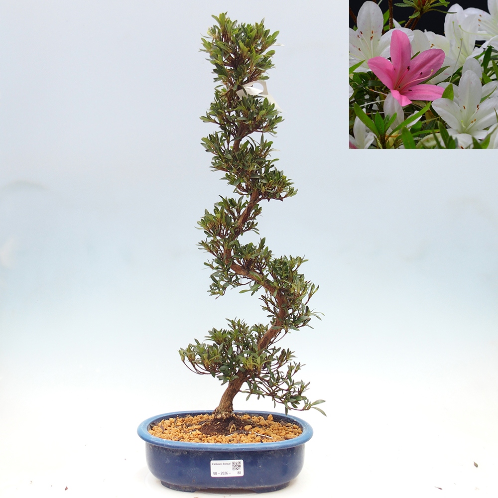 Kültéri bonsai - Japán azálea - Azalea Hakurin