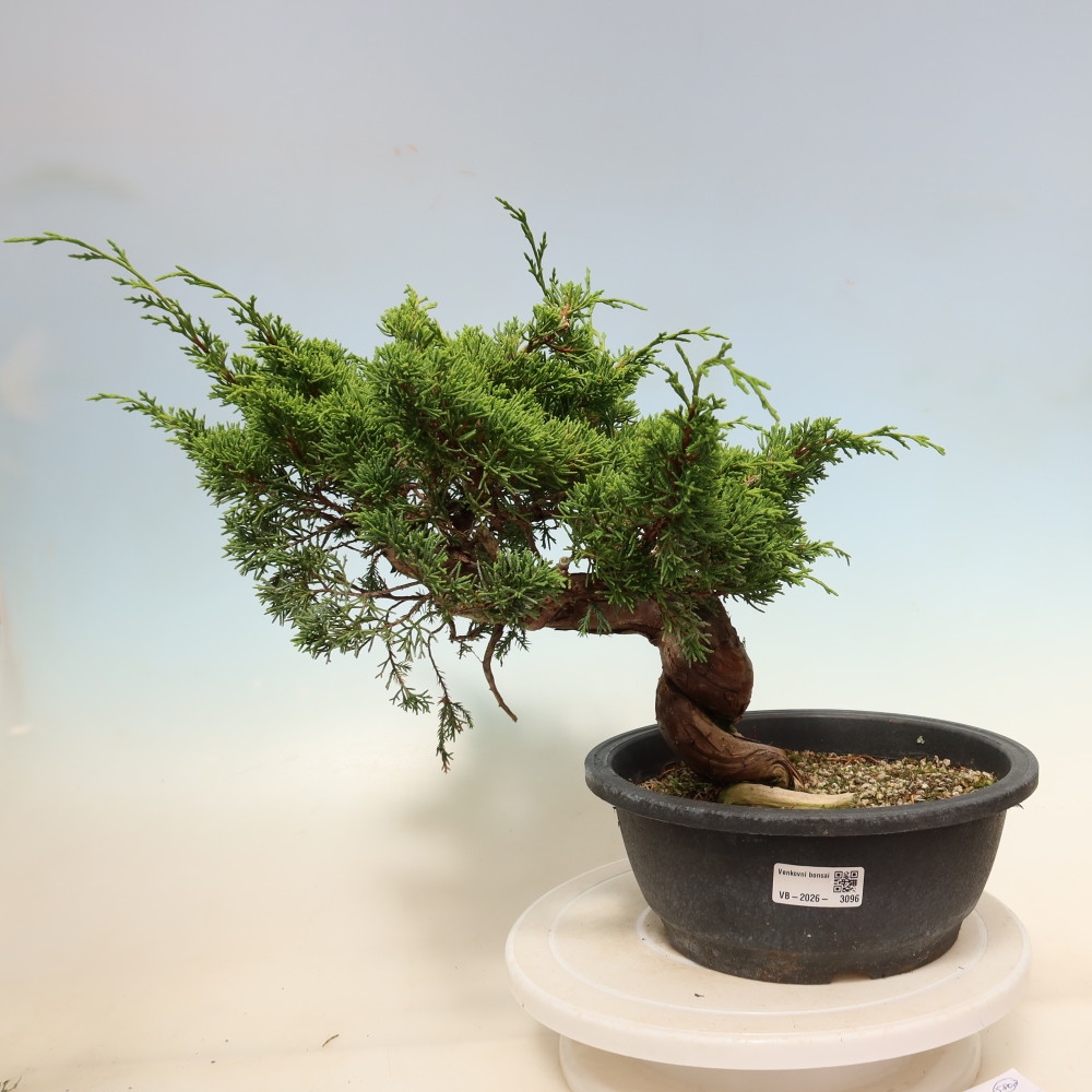 Kültéri bonsai - Juniperus chinensis Itoigawa-Juniperus chinensis