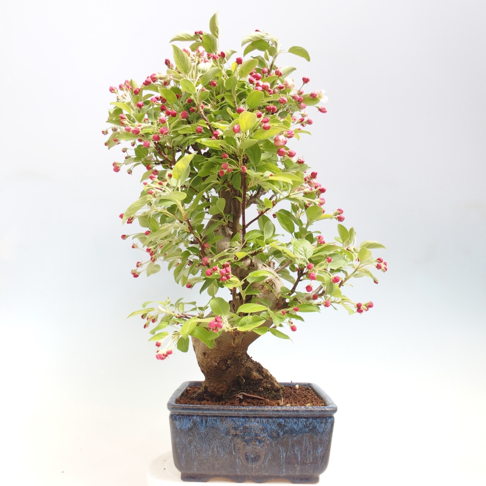 Kültéri bonsai -Malus halliana - Kis gyümölcsű almafa