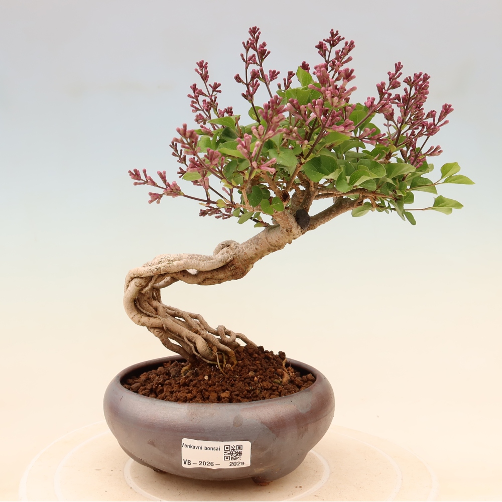 Kültéri bonsai - Syringa microphylla - kisvirágú lila