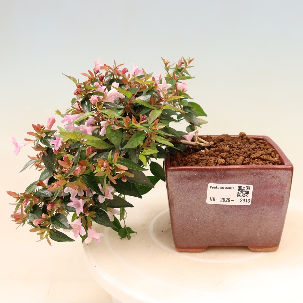 Kültéri bonsai – Abelia Edward Goucher – Nagyvirágú abélia