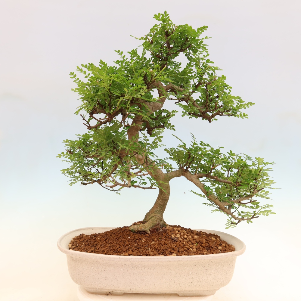 Szobai bonsai - Zantoxylum piperitum - borsfa