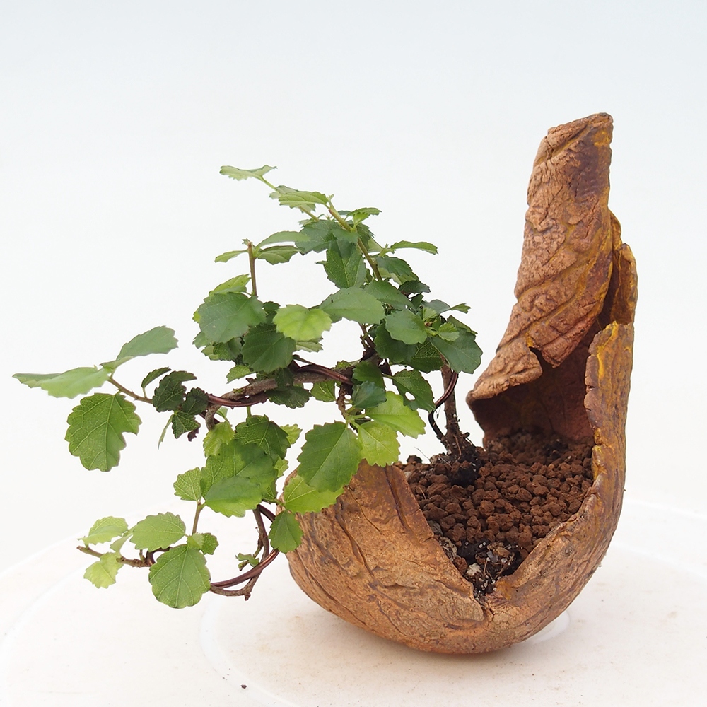 Szobai bonsai - Grewia sp. - Grewia malafolia