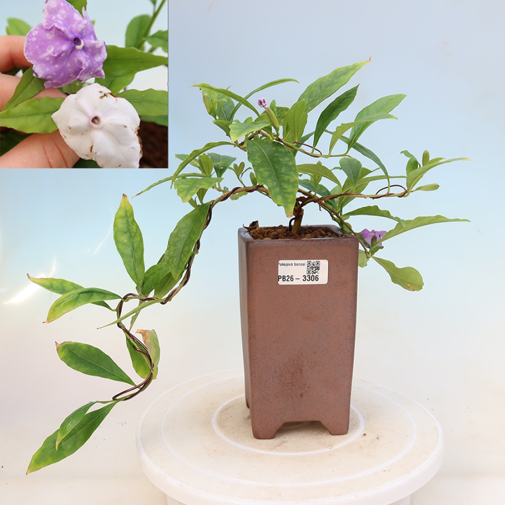 Szobabonsai – Costa-féle jázmin – Brunfelsia