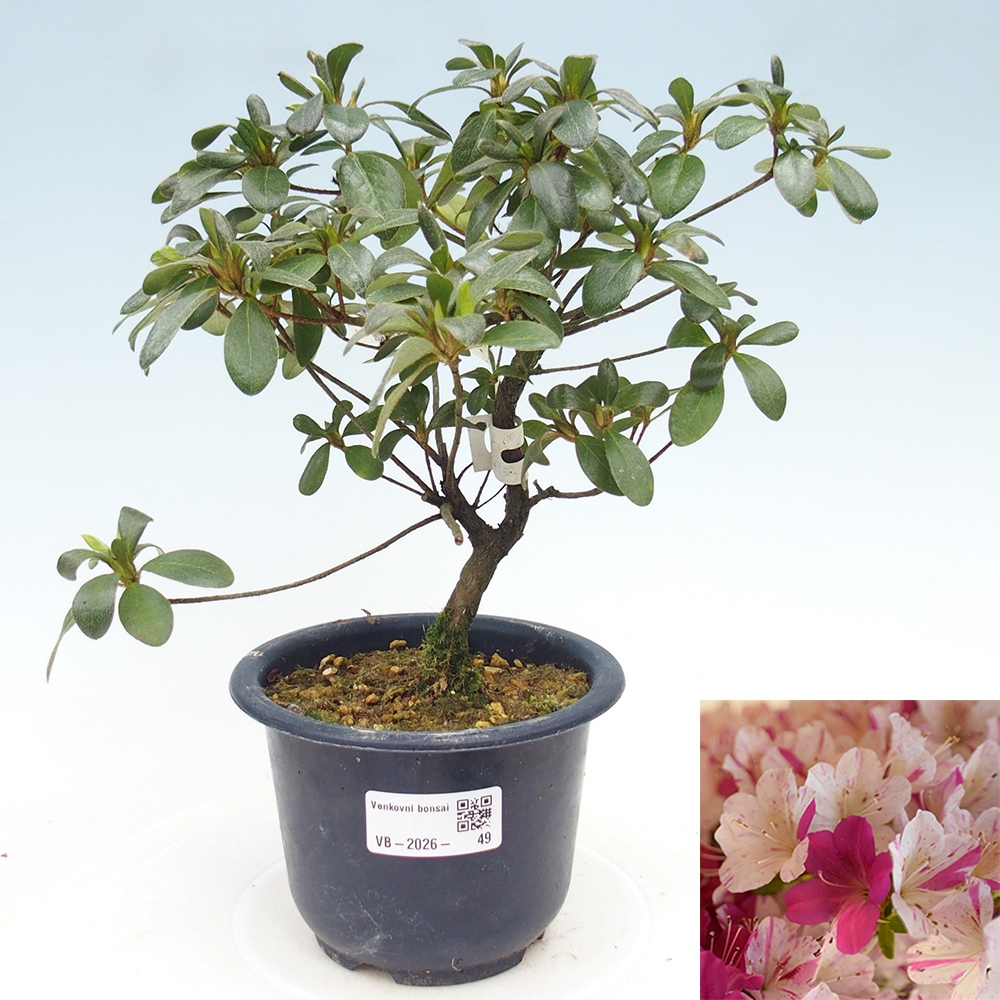 Kültéri bonsai - Japán azálea - Azálea Kaminoyamakirin