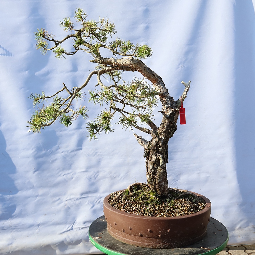 Pinus sylvestris Spanyolország – erdei fenyő