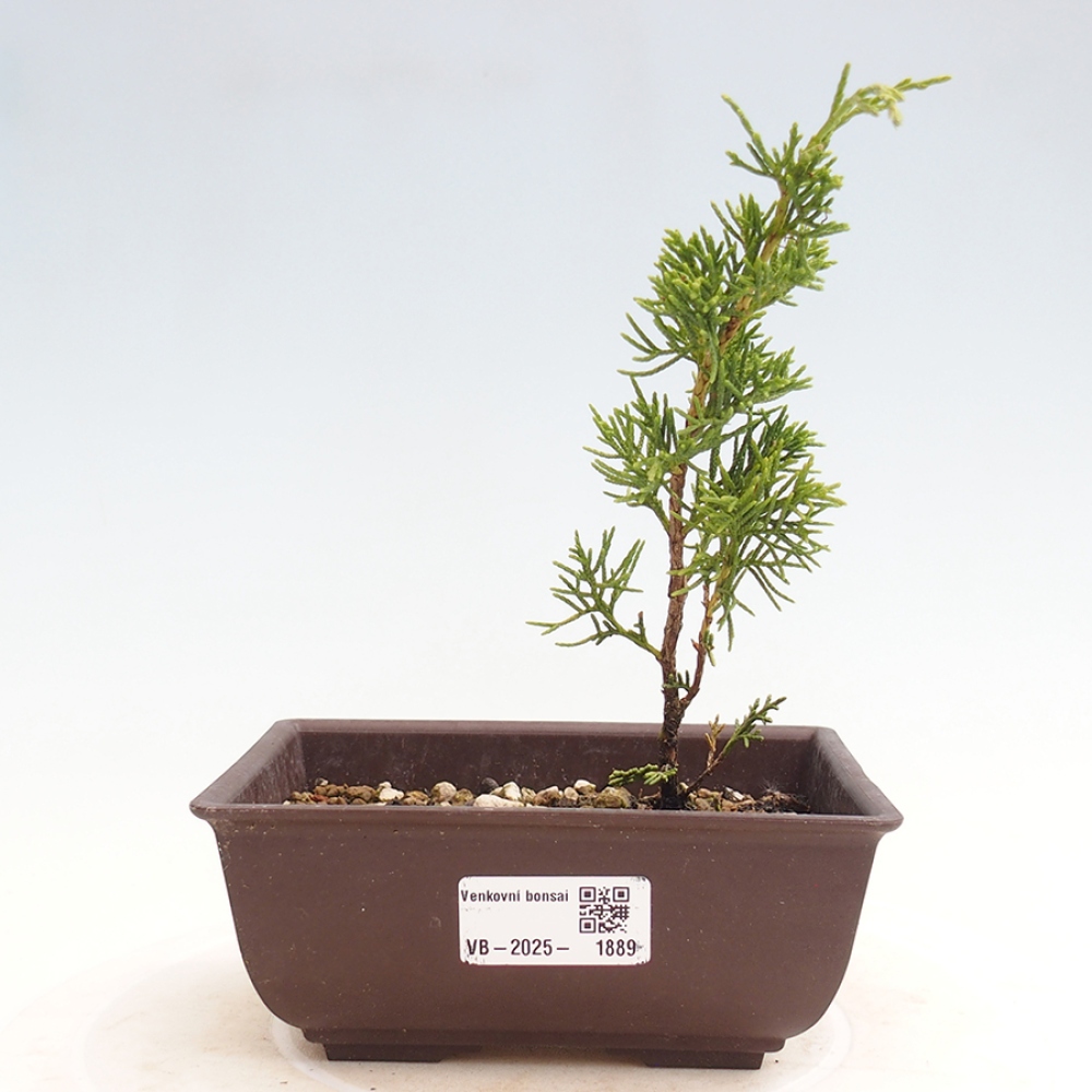 Kültéri bonsai - Juniperus chinensis Itoigawa