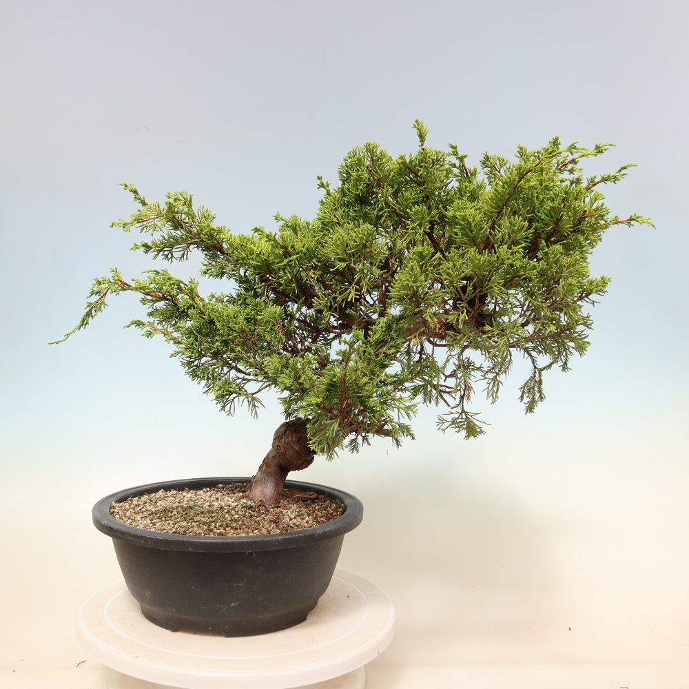 Kültéri bonsai - Juniperus chinensis Itoigawa-Juniperus chinensis