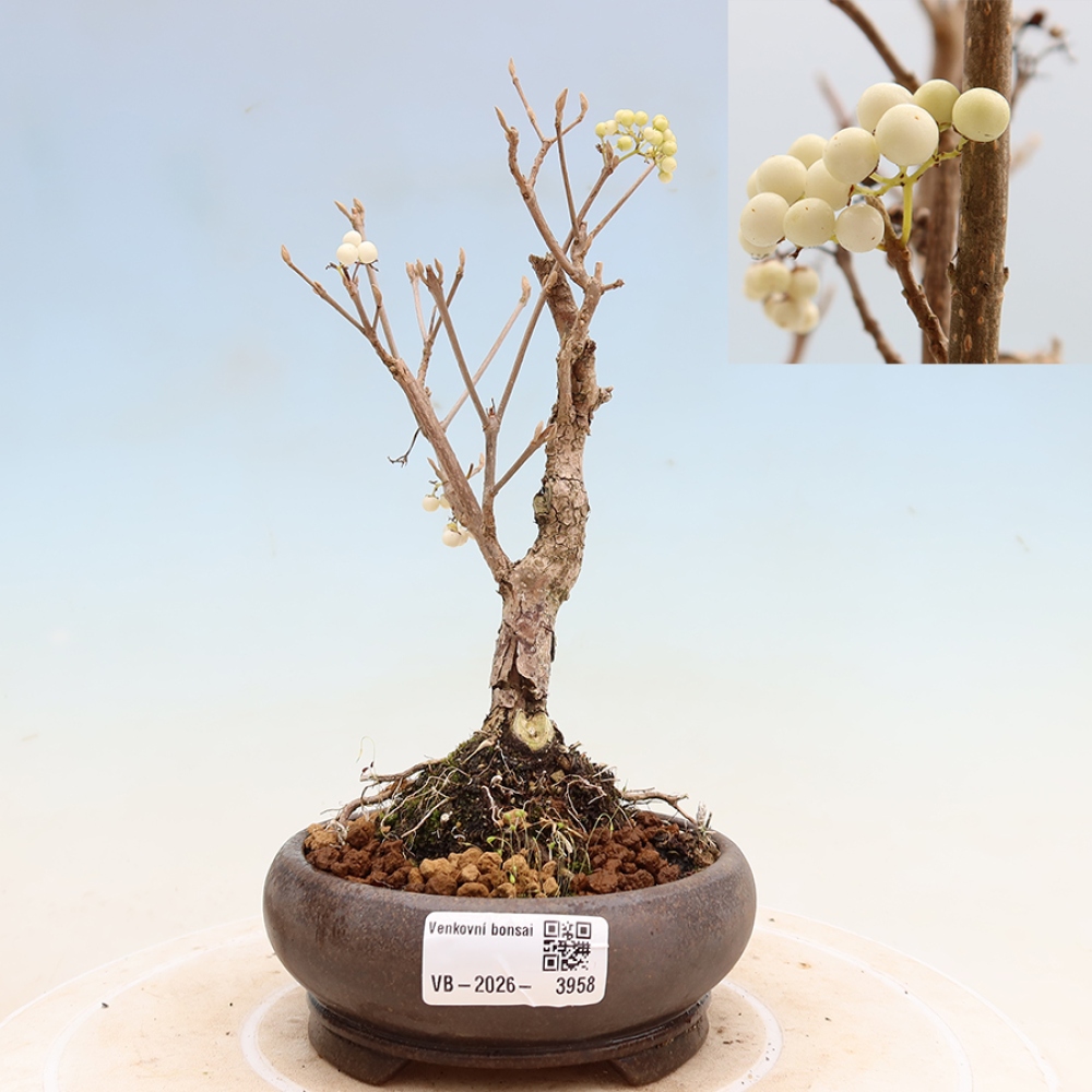 Kültéri bonsai – Callicarpa bodinieri Snowqueen – Gyönyörűtermésű bokor