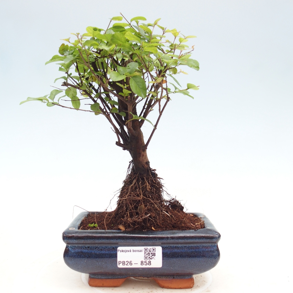 Szobai bonsai - Sageretia thea - Sageretia thea