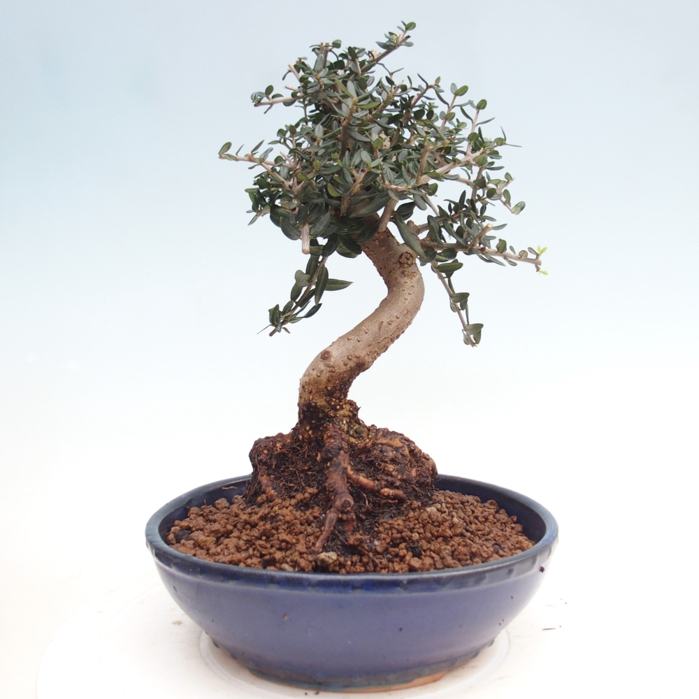 Beltéri bonsai - Olea europaea sylvestris