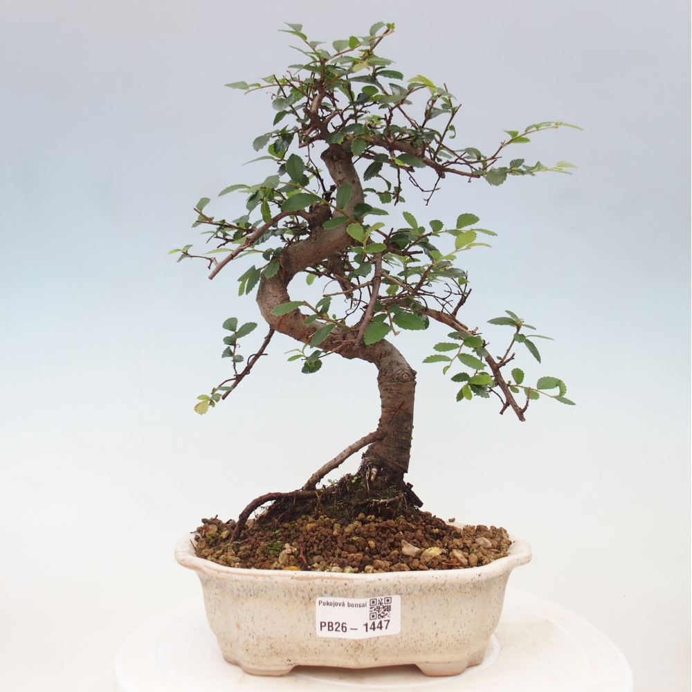 Szobai bonsai - Ulmus parvifolia - Kislevelű szilfa