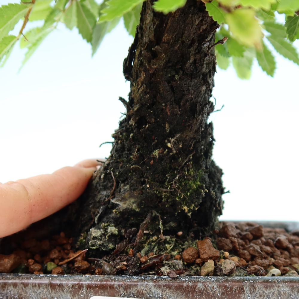 Kültéri bonsai - Zelkova - Zelkova NIRE