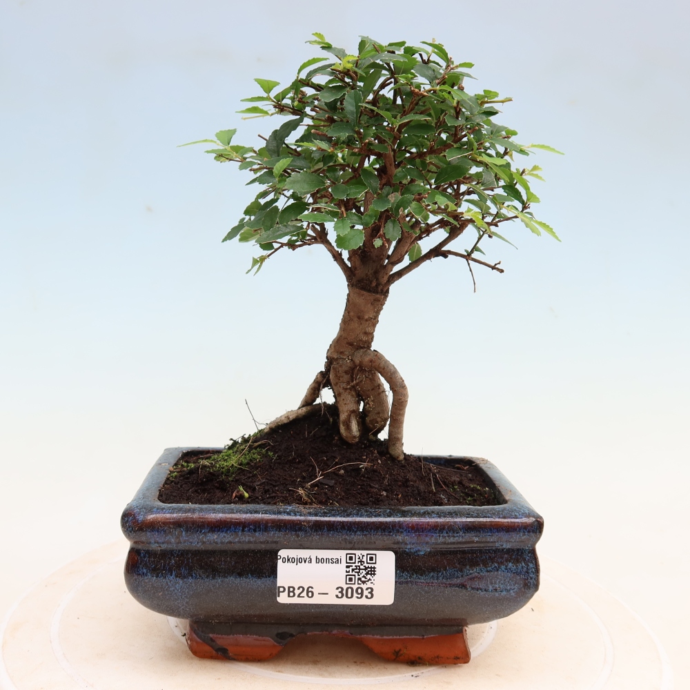 Szobai bonsai - Ulmus parvifolia - Kislevelű szilfa