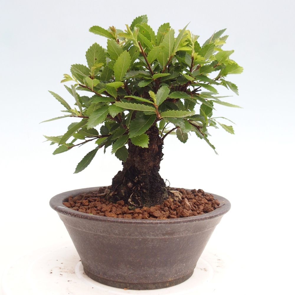 Kültéri bonsai - Zelkova - Zelkova NIRE