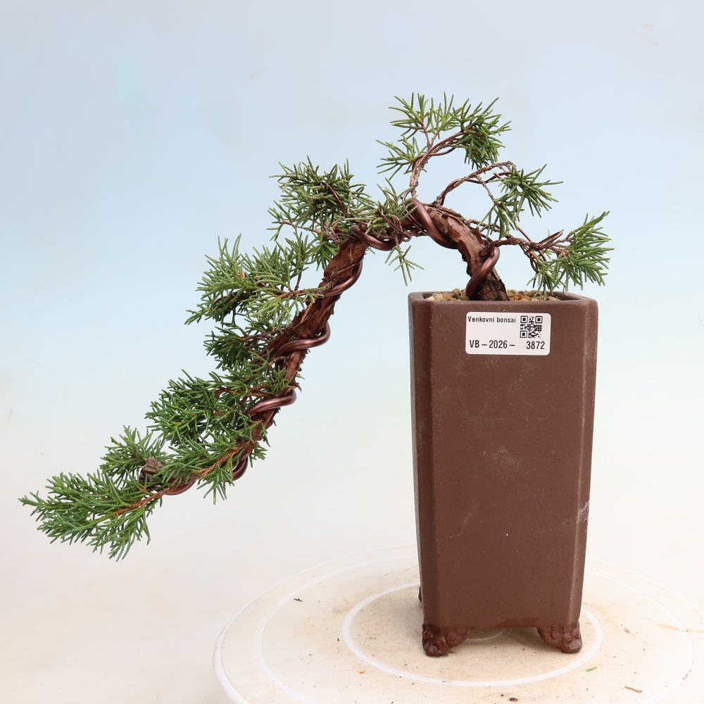 Kültéri bonsai - Juniperus chinensis Kishu
