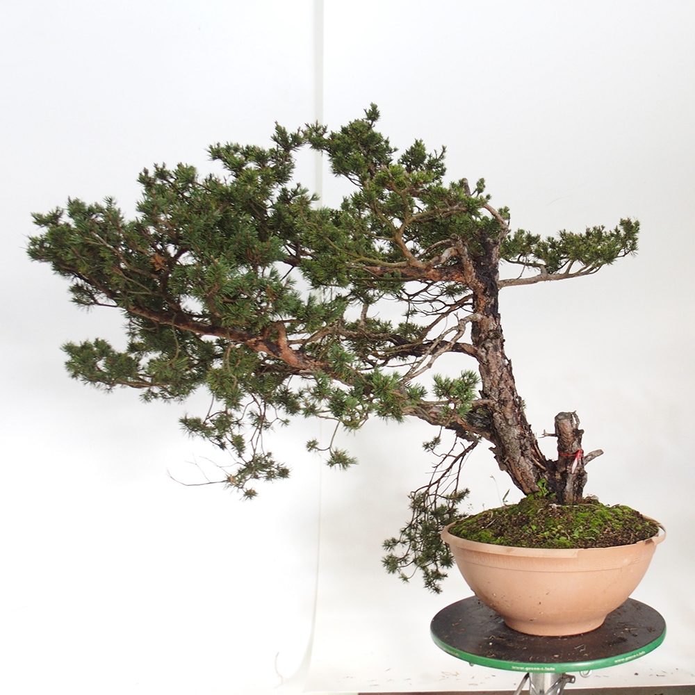 Yamadori - Pinus sylvestris Spanyolország
