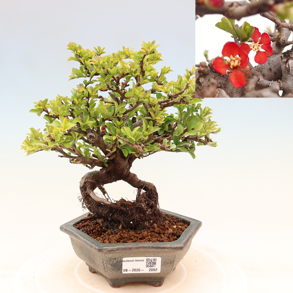 Kültéri bonsai - Chaneomeles speciosa Chojubai