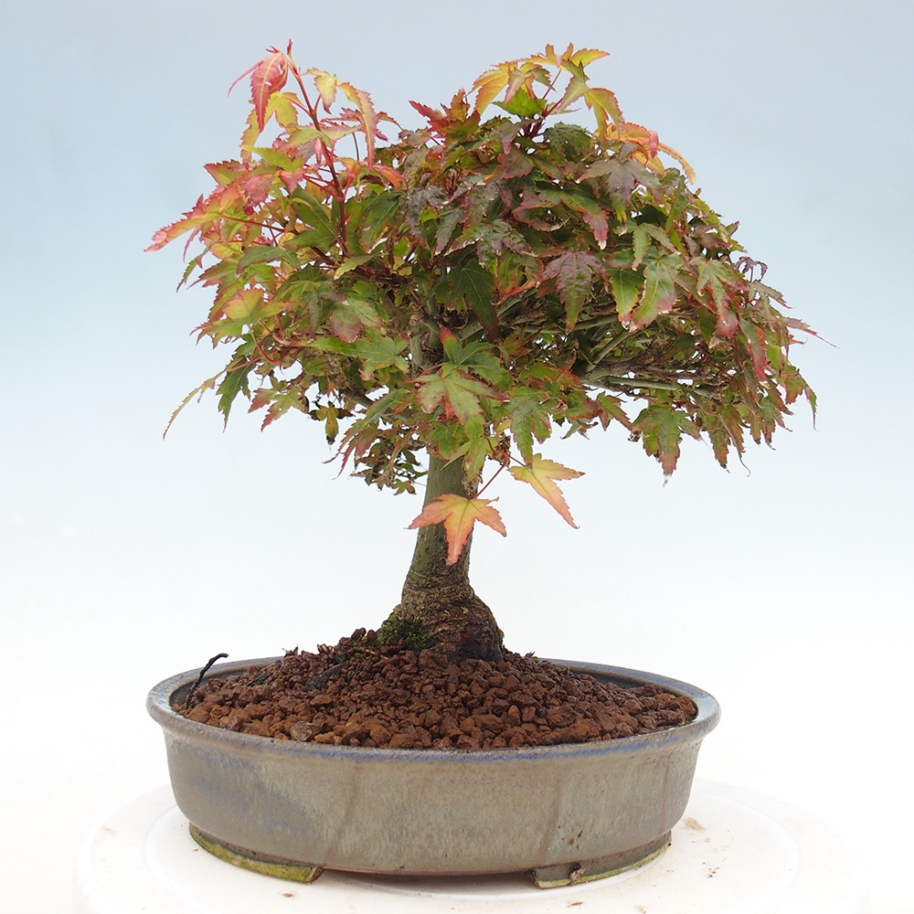 Acer palmatum KIOHIME - Pálma juhar