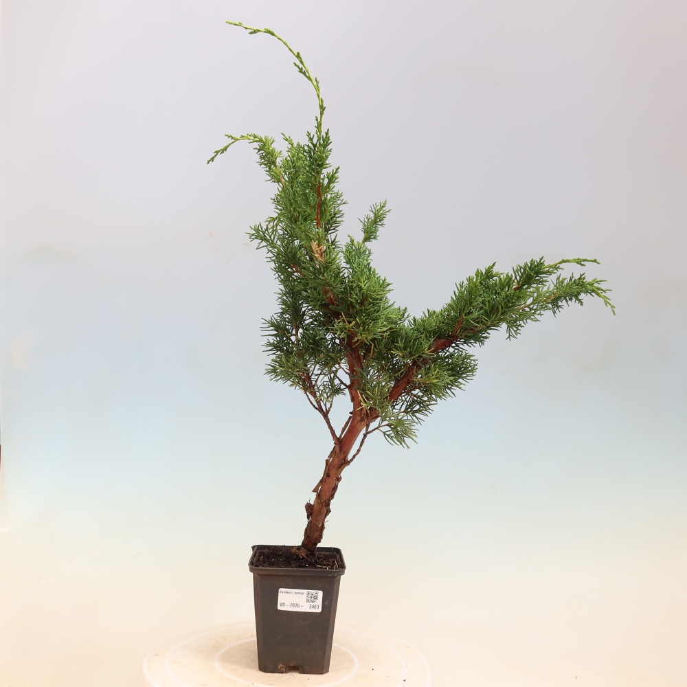 Kültéri bonsai - Juniperus chinensis Kishu