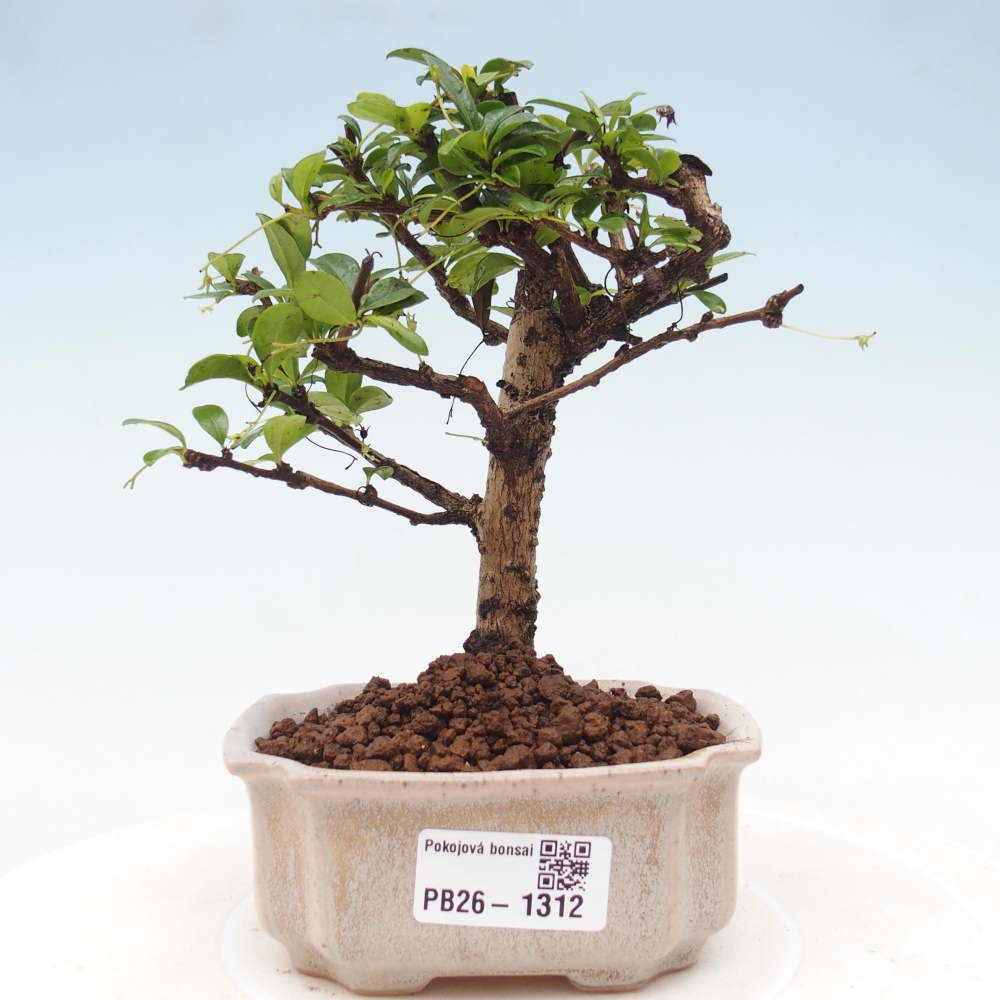 Szobai bonsai - Carmona macrophylla - Tea fuki