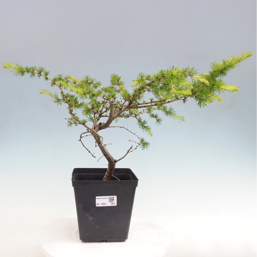 Kültéri bonsai - Larix decidua - vörösfenyő