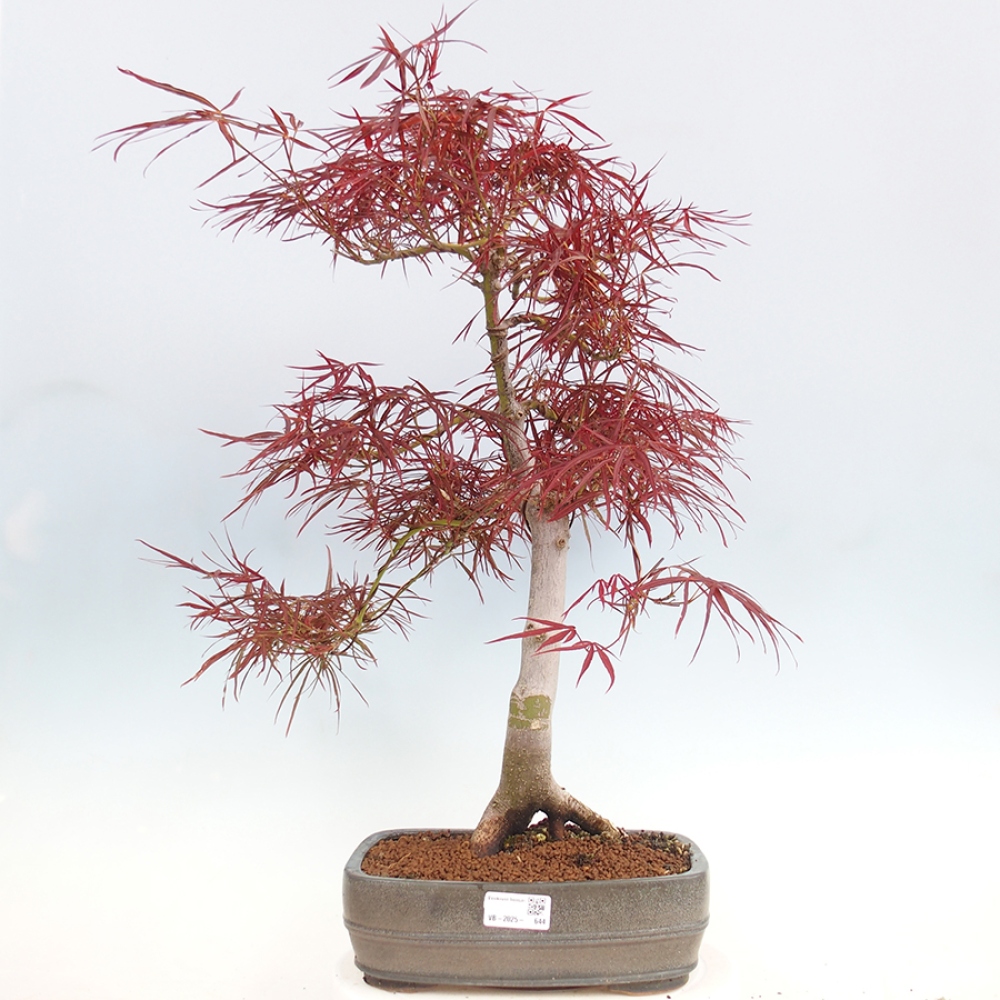 Kültéri bonsai - Acer palmatum RED PYGMY
