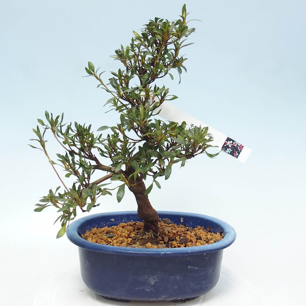 Kültéri bonsai - japán azálea - Azálea CHIHIRO
