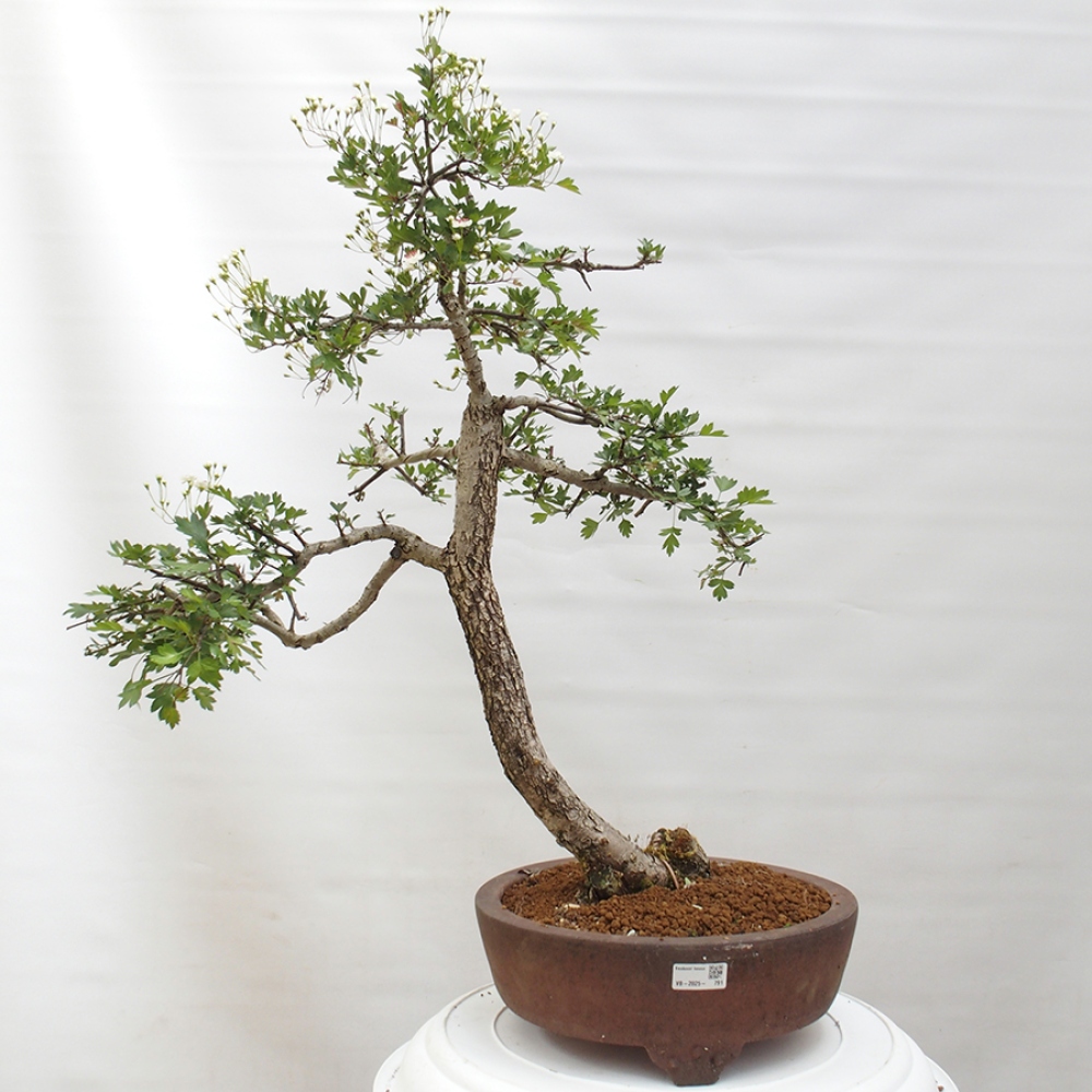 Kültéri bonsai - Galagonya - Crataegus monogyna