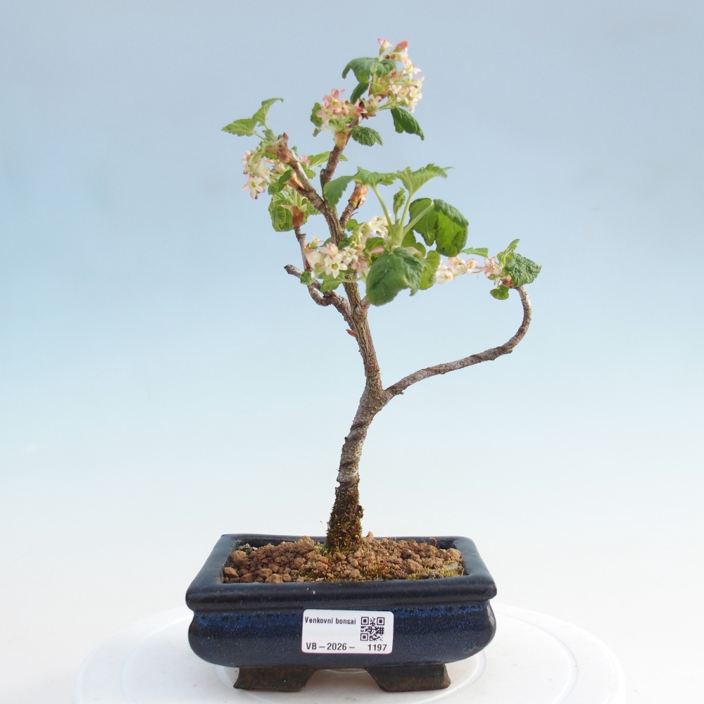 Kültéri bonsai - Ribes sanguneum