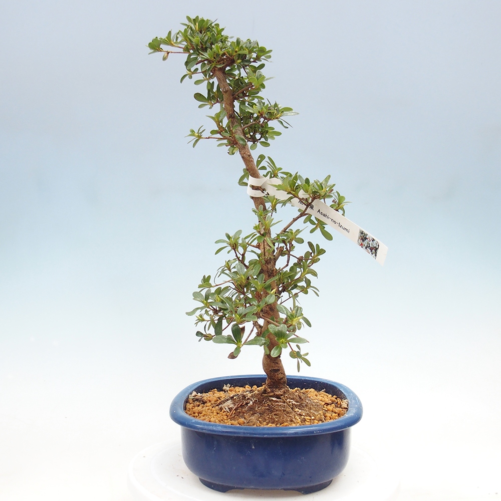 Kültéri bonsai - Japán azálea - Azálea Asahi-no-izumi