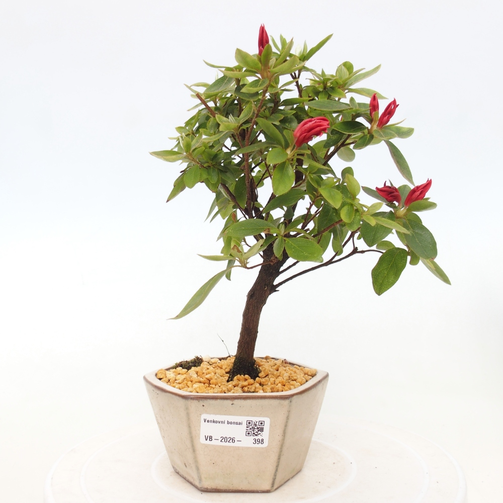 Kültéri bonsai - japán azálea - Azalea sp.