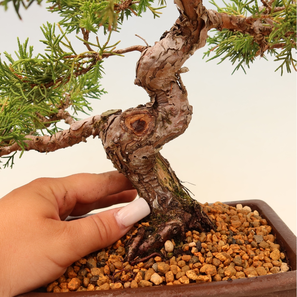 Kültéri bonsai - Juniperus chinensis Itoigawa